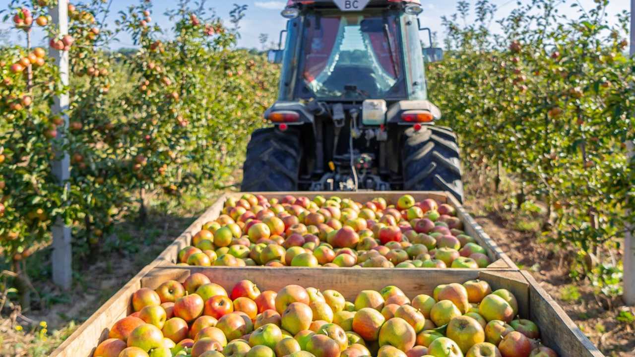 Contributi a fondo perso per contratti di Filiera